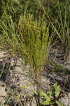 Orangegrass <BR>Pineweed